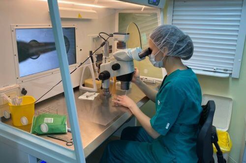 Отложенный криоперенос или сегментация цикла ― зачем и кому показано?